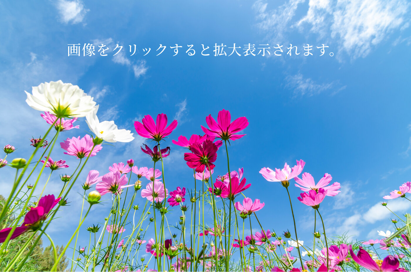 img_20241129.jpg